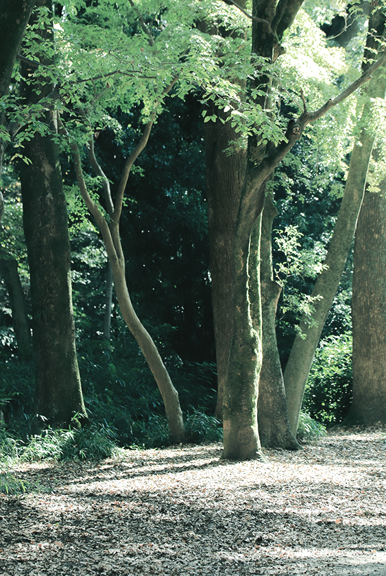 Whatever SHIMOGAMO-EAST 下鴨神社糺の森